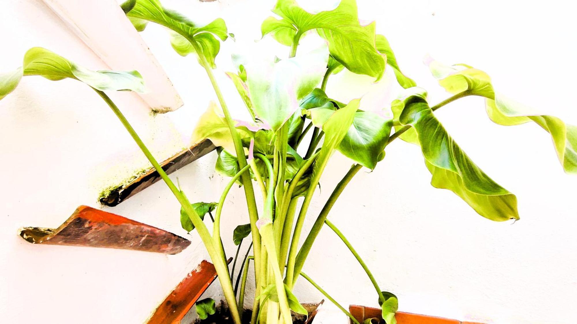 格拉茨莱马Casa El Pequeno Boletus别墅 外观 照片